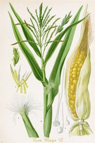 CLASSIC botanical poster CORN vegetable various stages COLLECTORS 24X36 new