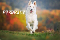 funny eveready dog ANIMAL LOVER POSTER 24X36 INSPIRATIONAL friendly pet