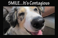 big nose doggie smilin' cute funny poster 24X36 ANIMAL LOVERS KID FRIENDLY