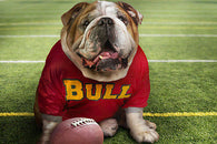 PITBULL with football poster CUTE paws face funny MASCOT team sports 24X36