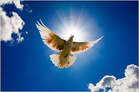 flying dove animal poster BEAUTIFUL SPIRITUAL IMAGE unique collectors 24X36
