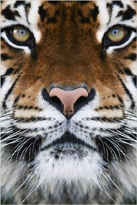 RARE ANIMAL PHOTO POSTER beautiful tiger face FAVE WALL DECOR wild cat 24X36