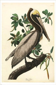 AUDUBON'S FINE ART POSTER brown pelican COLORFUL RARE detailed 24X36 HOT