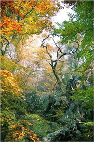 BEAUTIFUL NATURE SCENE POSTER fall tress foliage GREEN YELLOW RED 24X36 new