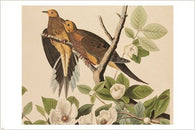 DOVES DETAILED rare bird poster AUDUBON collectors wildlife 24X36 HOT NEW
