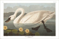 COMMON AMERICAN SWAN - audubon bird poster DETAILED ELEGANT 24X36 rare gem
