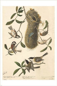AUDUBON chestnut-backed chickadee RARE BIRD POSTER w/nest COLLECTORS 24X36