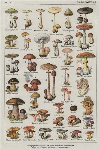 VINTAGE FRENCH MUSHROOM CHART poster COLLECTORS exotic specialty 24X36