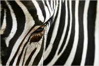 WILD ANIMAL collectors photo poster ZEBRA STRIPE black/white 24X36 KID FAVE