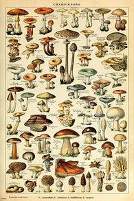 Adolphe Millot Poster Mushroom Varieties French Vintage Home Decor Art Print