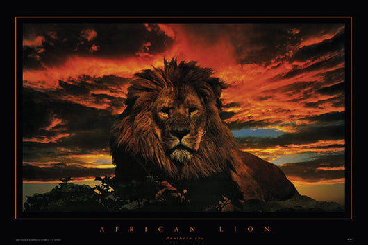 Proud African Lion, King of the Savannah Animal Beauty 24x36 Poster