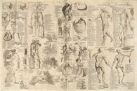 ANATOMICAL CHART CYCLOPAEDIA poster of human body detailed 1728 24X36