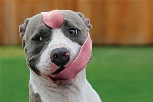 funny dog with TONGUE WRAPPED AROUND HEAD poster 24X36 animal KID friendly