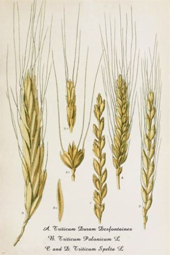 WHEAT DURAM botanical poster OLD SCHOOL collectors scientific 24X36 UNIQUE