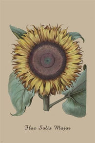vintage botanical poster THE SUNFLOWER classic form BRIGHT prized 24X36 HOT