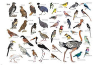 NATURE RESERVE BIRDS OF MAREMANI SOUTH AFRICA POSTER 24X36 EDUCATIONAL FUN