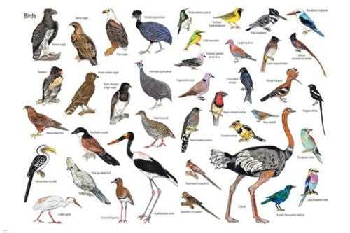NATURE RESERVE BIRDS OF MAREMANI SOUTH AFRICA POSTER 24X36 EDUCATIONAL FUN