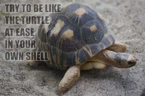 AFRICAN TURTLE Inspirational Quote POSTER 24X36 At Ease in your own Shell