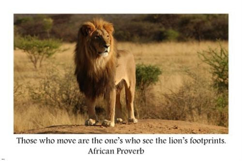 Motivational LION FOOTPRINTS POSTER African Proverb 24X36 ANIMAL wisdom
