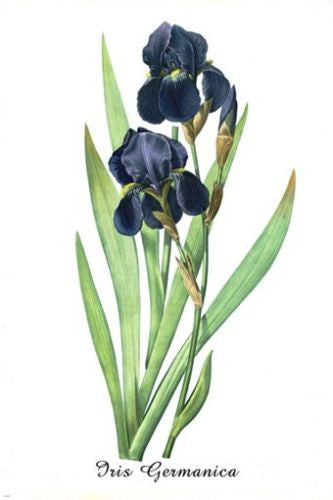 vintage botanical poster IRIS GERMANICA FLOWER vibrant PURPLE 24X36 unique