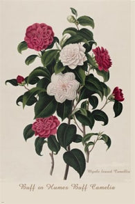 roses in tiers VINTAGE BOTANICAL poster DELICATE multicolored classic 24X36