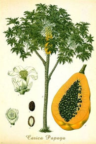 PAPAYA TREE classic botanical poster VIBRANT FRUIT singular EXOTIC 24X36
