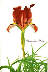 RUSSIAN IRIS FLOWER vintage botanical poster BOLD BEAUTIFUL 24X36 collectors