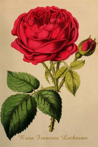 old school botanical poster ROSA FRANCOIS LACHARME FLOWER prize beauty 24X36