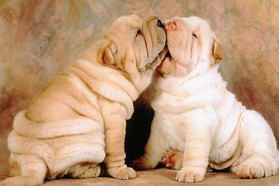 TOO CUTE SHAR-PEI PUPPIES KISSING poster skin folds paws wrinkly faces 24X36