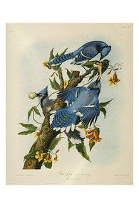 Vintage Blue Jay Birds Painting Poster 1859 VIBRANT COLOR Exceptional Gem