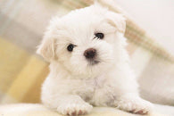 MALTESE PUPPY ADORABLE poster white curly fluffy children love NEW 24X36
