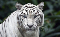 nature poster WHITE TIGER stripes blue-green eyes lovely WILD ANIMAL 24X36