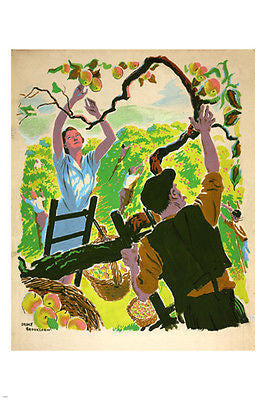 Apple PICKING poster DRAKE BROOKSHAW 24X36 fruit tree NATURE'S BOUNTY 24X36
