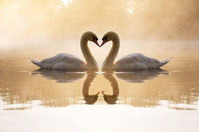 LOVELY SWAN PAIR ON LAKE poster HEART-SHAPED NECKS pristine regal 24X36