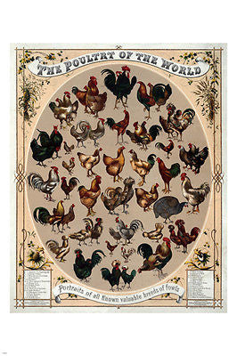 1868 vintage THE POULTRY OF THE WORLD poster 24X36 BREEDS of fowl COLLECTORS