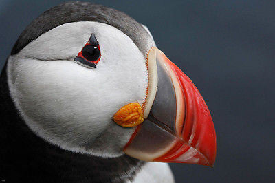 ATLANTIC PUFFIN PROFILE poster BLACK WHITE RED SEABIRD 