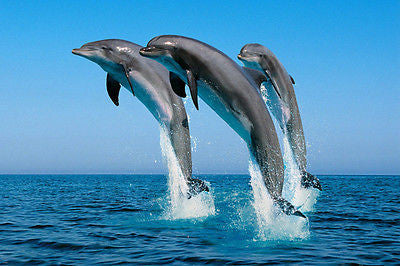 BOTTLENOSE DOLPHINS TRIO nature poster professional pic BEAUTIFUL sea 24x36