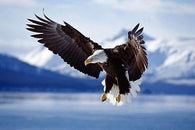 BALD EAGLE IN FLIGHT ALASKA nature poster MAGESTIC RARE HIGH QUALITY 24x36