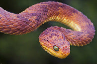 BUSH VIPER AFRICA nature poster SCALES rainbow STRIKING POSITION venom 24x36