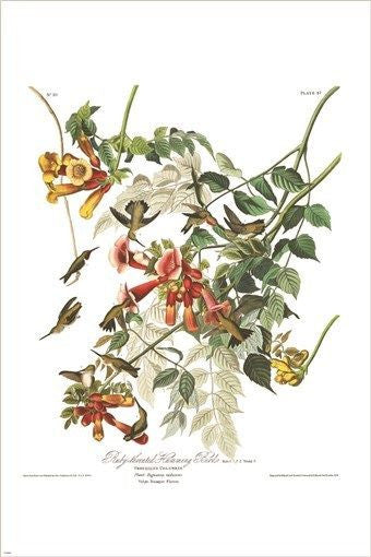 RUBY THROATED HUMMINGBIRD audubon FINE ART BIRD POSTER collectors 24X36 HOT