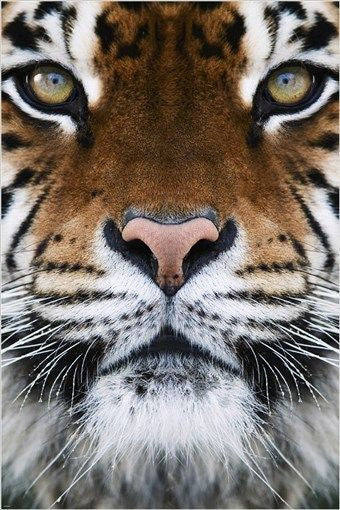 RARE ANIMAL PHOTO POSTER beautiful tiger face FAVE WALL DECOR wild cat 24X36