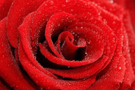 RED ROSE photo poster BEAUTIFUL DEW-KISSED botanical art COLLECTORS 24X36