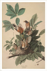 AUDUBON PICTURE american robin poster 24X36 BIRDS NATURE NEST collectors