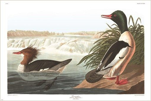 GOOSANDER audubon wildlife DUCK POSTER rare collectors DETAILED new 24X36