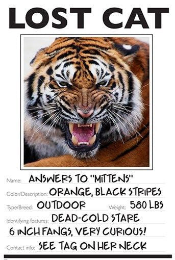 LOST CAT photo poster FUNNY TIGER wild animal KID FRIENDLY unique 24X36 BOLD