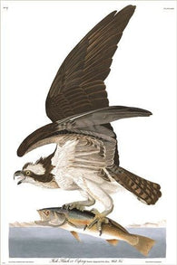 AUDUBON osprey catching fish FINE ART BIRD POSTER wildlife collectors 24X36