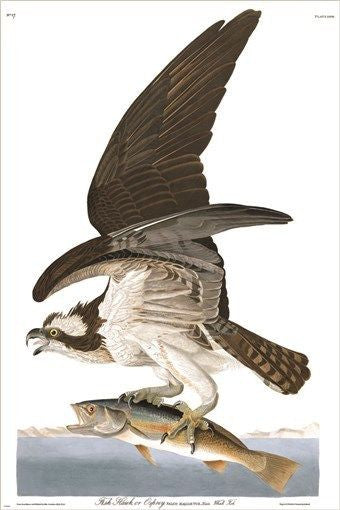 AUDUBON osprey catching fish FINE ART BIRD POSTER wildlife collectors 24X36