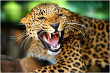 WILD LEOPARD inspirational animal poster BEAUTIFUL COAT 24X36 rare DANGEROUS