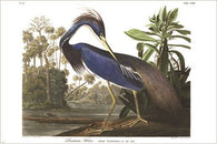 LOUISIANA HERON fine art bird poster DETAILED COLORFUL one-of-a-kind 24X36