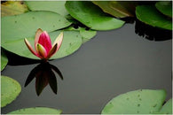 LOTUS ON LILLY PAD inspirational spiritual PEACEFUL photo poster 24X36 NEW